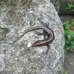 Plestiodon fasciatus