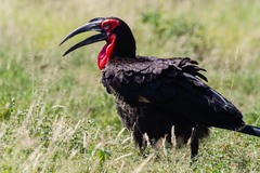 Bucorvus leadbeateri