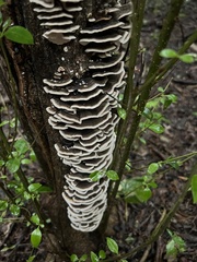 Trametes versicolor