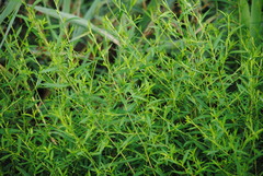 Cycloloma atriplicifolium