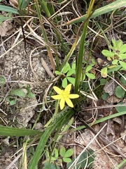 Hypoxis hirsuta