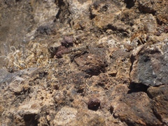 Sphingonotus picteti