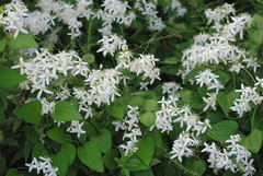 Clematis flammula