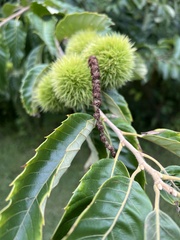Castanea