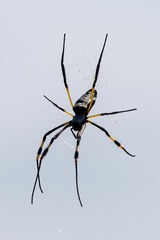 Trichonephila senegalensis annulata