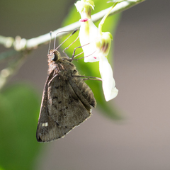 Psoralis stacara
