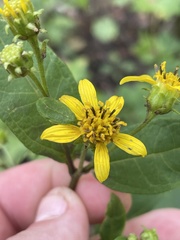 Helianthus microcephalus