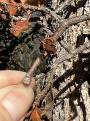 Disholcaspis mellifica