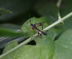 Ptychoptera contaminata