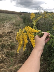 Helianthus grosseserratus