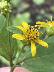 Helianthus microcephalus