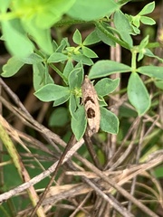 Eucosma tomonana