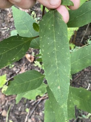 Helianthus microcephalus