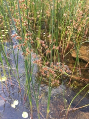 Juncus militaris