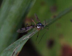 Ptychoptera contaminata