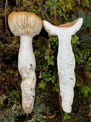 Russula