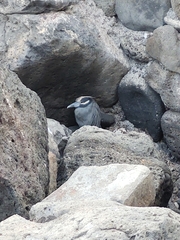 Nyctanassa violacea pauper