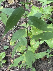 Helianthus microcephalus