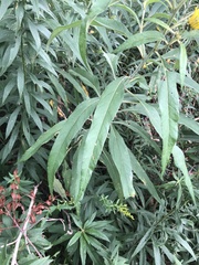 Helianthus grosseserratus