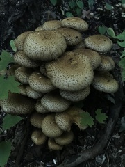 Pholiota squarrosa