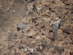 Sphingonotus picteti