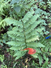 Dryopteris goldieana