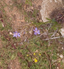 Moraea polyanthos