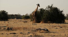 Giraffa camelopardalis angolensis