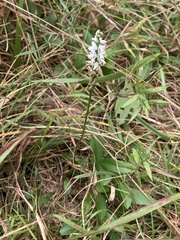 Spiranthes lacera