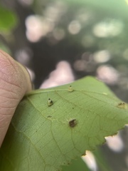 Caryomyia