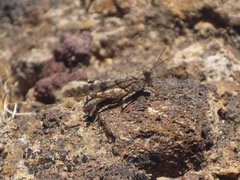 Sphingonotus picteti
