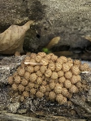 Pholiota squarrosa