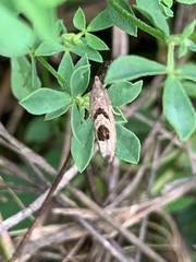 Eucosma tomonana