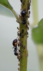 Lasius fuliginosus