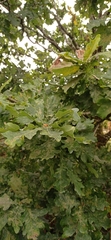 Quercus