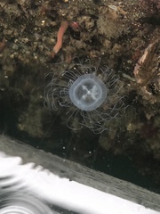Hydrozoa