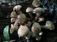 Pholiota squarrosa