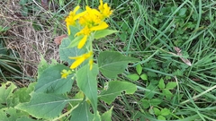 Verbesina occidentalis