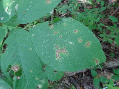 Mycosphaerella fraxinicola