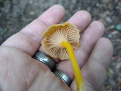 Craterellus ignicolor