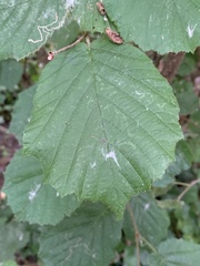 Corylus avellana