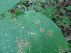 Mycosphaerella fraxinicola