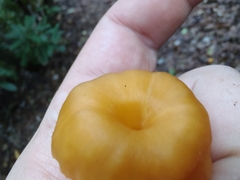 Craterellus ignicolor