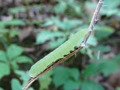 Panopoda