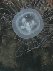 Hydrozoa