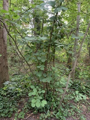 Corylus avellana