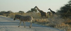 Equus quagga burchellii