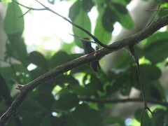 Saucerottia beryllina