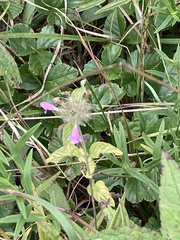 Clinopodium vulgare