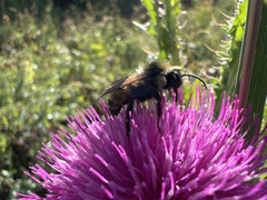 Bombus appositus